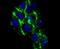 Complement C4-A antibody, NBP2-66995, Novus Biologicals, Immunocytochemistry image 