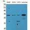 Fibroblast growth factor 18 antibody, LS-C386941, Lifespan Biosciences, Western Blot image 