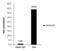 THO Complex 1 antibody, GTX102919, GeneTex, Chromatin Immunoprecipitation image 