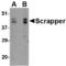 F-Box And Leucine Rich Repeat Protein 20 antibody, LS-C53248, Lifespan Biosciences, Western Blot image 