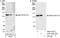 Spliceosome Associated Factor 3, U4/U6 Recycling Protein antibody, A301-522A, Bethyl Labs, Western Blot image 