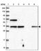 Vestigial Like Family Member 4 antibody, PA5-58467, Invitrogen Antibodies, Western Blot image 