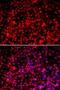 Mitochondrial import receptor subunit TOM20 homolog antibody, LS-B12332, Lifespan Biosciences, Immunofluorescence image 