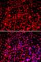 Translocase Of Outer Mitochondrial Membrane 20 antibody, LS-B12332, Lifespan Biosciences, Immunofluorescence image 