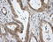 Histone deacetylase 10 antibody, LS-C114829, Lifespan Biosciences, Immunohistochemistry frozen image 