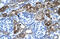 Engrailed Homeobox 2 antibody, ARP31375_P050, Aviva Systems Biology, Immunohistochemistry frozen image 