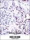 Non-POU Domain Containing Octamer Binding antibody, 57-268, ProSci, Immunohistochemistry frozen image 