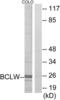 BCL2L2-PABPN1 Readthrough antibody, LS-C119538, Lifespan Biosciences, Western Blot image 