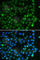 Spalt Like Transcription Factor 4 antibody, A7124, ABclonal Technology, Immunofluorescence image 