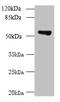 T-Complex 11 Like 2 antibody, CSB-PA847634LA01HU, Cusabio, Western Blot image 