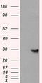 Annexin A10 antibody, TA500882, Origene, Western Blot image 