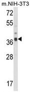 ARPC1B antibody, AP17889PU-N, Origene, Western Blot image 