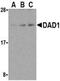 Defender Against Cell Death 1 antibody, NB600-669, Novus Biologicals, Western Blot image 