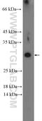 DPY30 Domain Containing 1 antibody, 26327-1-AP, Proteintech Group, Western Blot image 