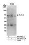 Kelch Like Family Member 12 antibody, NBP1-49927, Novus Biologicals, Western Blot image 