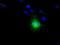 Nitrilase Family Member 2 antibody, NBP2-02486, Novus Biologicals, Immunocytochemistry image 