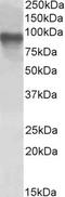 CREB Regulated Transcription Coactivator 2 antibody, STJ72494, St John