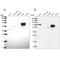 Acyl-CoA Synthetase Short Chain Family Member 3 antibody, NBP2-48885, Novus Biologicals, Western Blot image 