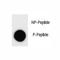 Inhibitor Of Nuclear Factor Kappa B Kinase Subunit Beta antibody, F48703-0.4ML, NSJ Bioreagents, Dot Blot image 