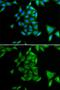 Phytanoyl-CoA 2-Hydroxylase antibody, GTX54557, GeneTex, Immunofluorescence image 