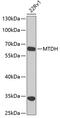 Metadherin antibody, 19-921, ProSci, Western Blot image 