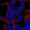 Trafficking Protein Particle Complex 5 antibody, NBP2-59002, Novus Biologicals, Immunofluorescence image 