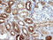 HAUS Augmin Like Complex Subunit 7 antibody, M12338, Boster Biological Technology, Immunohistochemistry paraffin image 