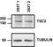 TSC Complex Subunit 2 antibody, MA5-15004, Invitrogen Antibodies, Western Blot image 