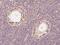 Thyroid Hormone Receptor Interactor 13 antibody, 204194-T08, Sino Biological, Immunohistochemistry frozen image 