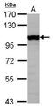 TFIIIC90 antibody, PA5-31288, Invitrogen Antibodies, Western Blot image 