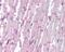 Autophagy Related 4B Cysteine Peptidase antibody, NBP2-24709, Novus Biologicals, Immunohistochemistry paraffin image 