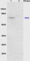 Protein Tyrosine Phosphatase Non-Receptor Type 6 antibody, orb6956, Biorbyt, Western Blot image 