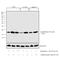 H3 Histone Family Member 3B antibody, MA5-23517, Invitrogen Antibodies, Western Blot image 
