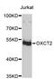 3-Oxoacid CoA-Transferase 2 antibody, abx003738, Abbexa, Western Blot image 