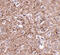 Interleukin 16 antibody, 4985, ProSci Inc, Immunohistochemistry paraffin image 