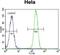 Nucleophosmin 1 antibody, GTX81995, GeneTex, Flow Cytometry image 