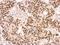 Lamin B2 antibody, LS-C186108, Lifespan Biosciences, Immunohistochemistry frozen image 