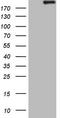 Apolipoprotein B Receptor antibody, LS-C340174, Lifespan Biosciences, Western Blot image 