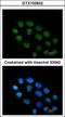 Zinc finger protein KOX4 antibody, GTX103832, GeneTex, Immunocytochemistry image 