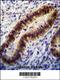 Poly(ADP-Ribose) Polymerase Family Member 12 antibody, 62-234, ProSci, Immunohistochemistry paraffin image 
