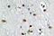 General Transcription Factor IIA Subunit 1 antibody, LS-C176913, Lifespan Biosciences, Immunohistochemistry paraffin image 