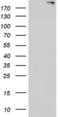 Anoctamin 1 antibody, LS-C798074, Lifespan Biosciences, Western Blot image 