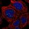 Spermatogenesis Associated 20 antibody, NBP1-82146, Novus Biologicals, Immunofluorescence image 