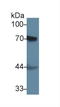 Coagulation Factor II, Thrombin antibody, LS-C293390, Lifespan Biosciences, Western Blot image 