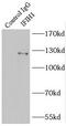 Interferon Induced With Helicase C Domain 1 antibody, FNab04134, FineTest, Immunoprecipitation image 