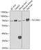 Solute Carrier Family 20 Member 2 antibody, 22-451, ProSci, Western Blot image 