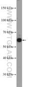 Myocyte Enhancer Factor 2D antibody, 14353-1-AP, Proteintech Group, Western Blot image 