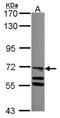 TLE Family Member 4, Transcriptional Corepressor antibody, NBP2-15140, Novus Biologicals, Western Blot image 