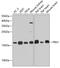 Peptidylprolyl Cis/Trans Isomerase, NIMA-Interacting 1 antibody, GTX54590, GeneTex, Western Blot image 