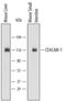 Carcinoembryonic Antigen Related Cell Adhesion Molecule 1 antibody, PA5-47842, Invitrogen Antibodies, Western Blot image 